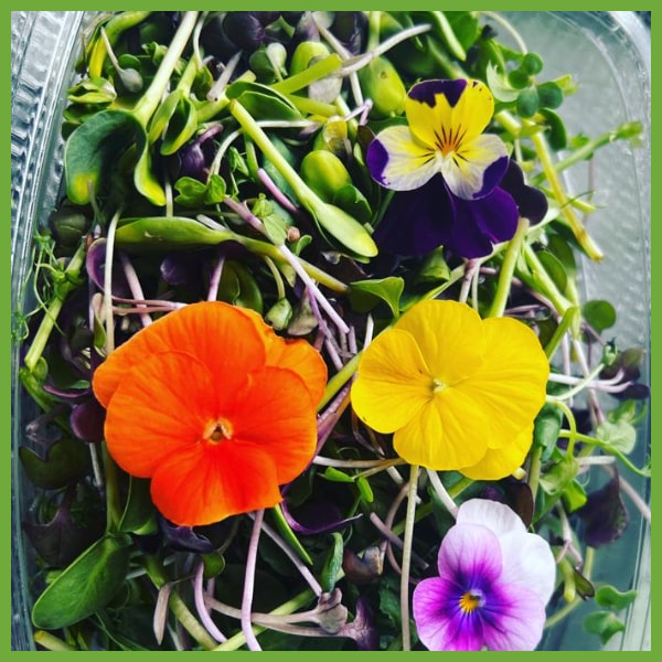 Enriched Being Microgreens